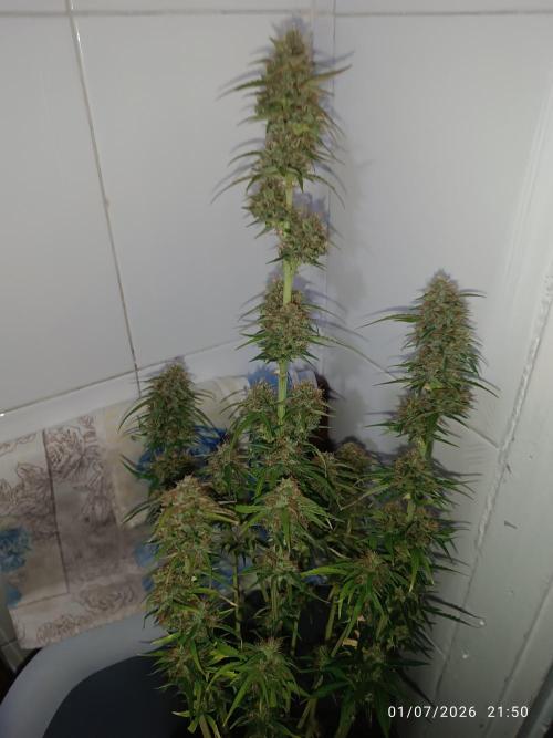 Creamzilla auto. Week 8