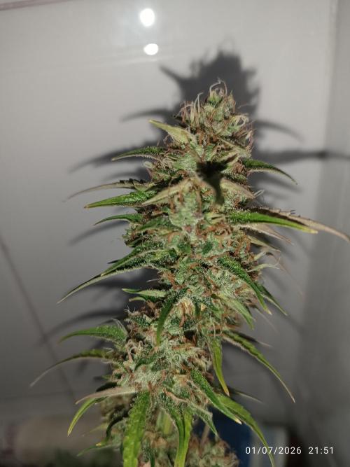 Creamzilla auto. Week 8