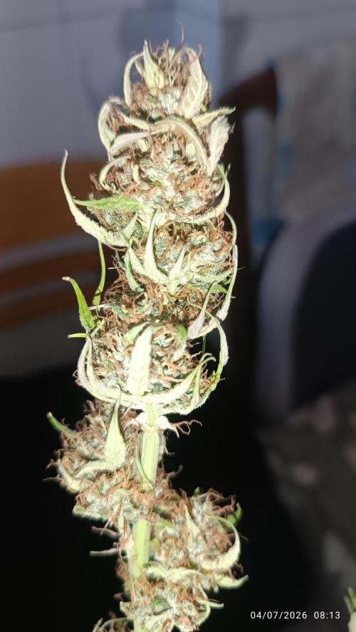 Creamzilla auto. Week 9