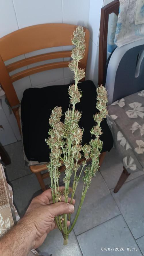 Creamzilla auto. Week 9