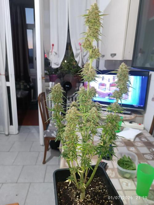 Creamzilla auto. Week 9