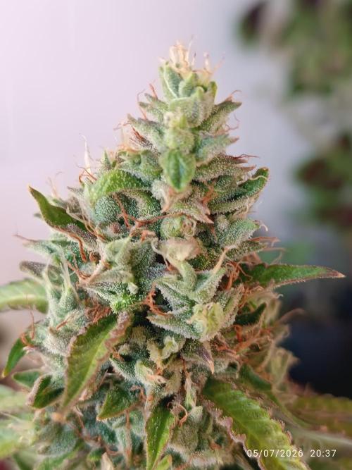 Amnesia Dream xl Auto KANNABIA. Week 10