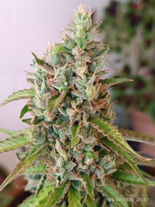Amnesia Dream xl Auto KANNABIA. Week 10