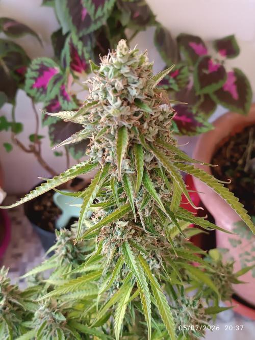 Amnesia Dream xl Auto KANNABIA. Week 10