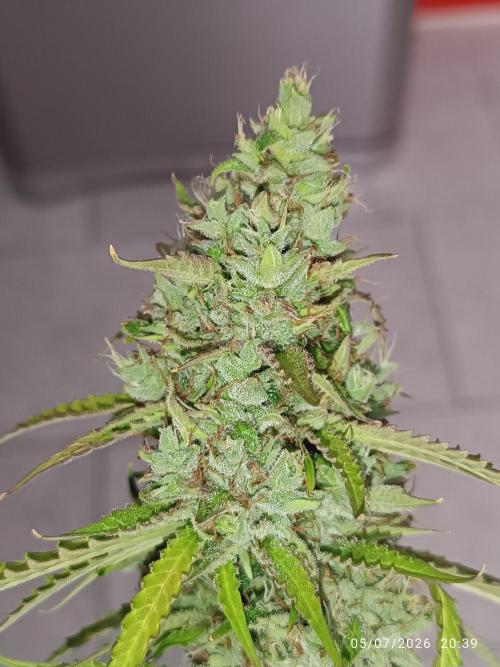 Amnesia Dream xl Auto KANNABIA. Week 10