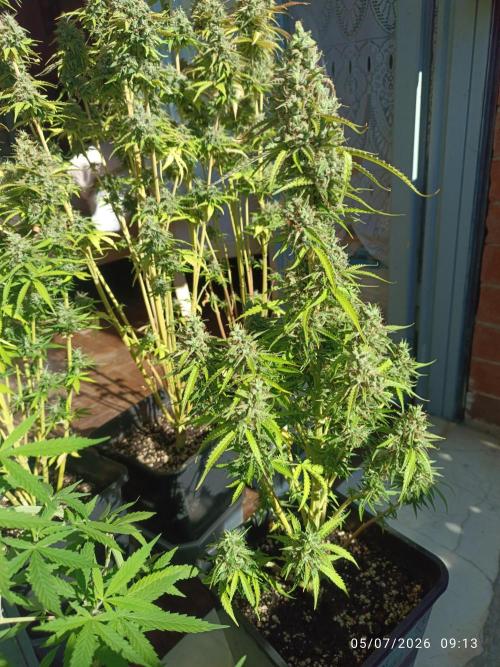 pinapple pulse auro. Week 9