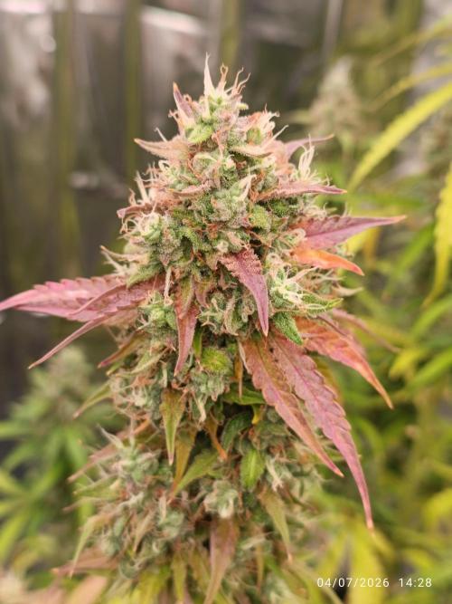 pinapple pulse auro. Week 9