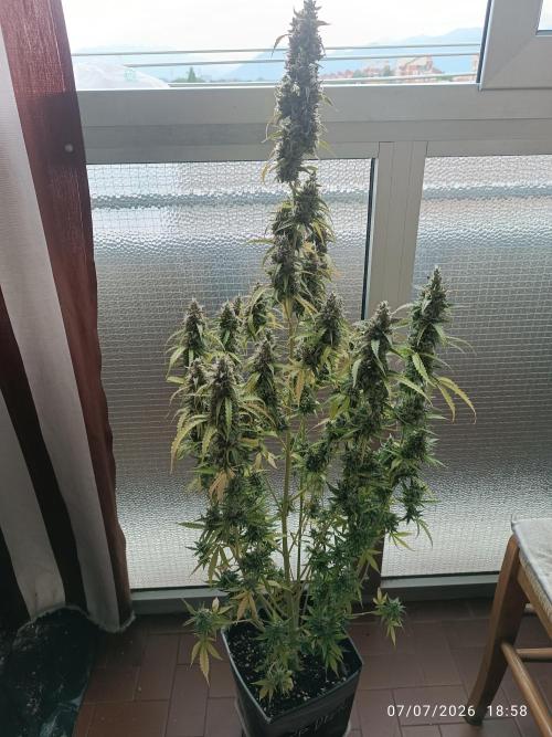 pinapple pulse auro. Week 9