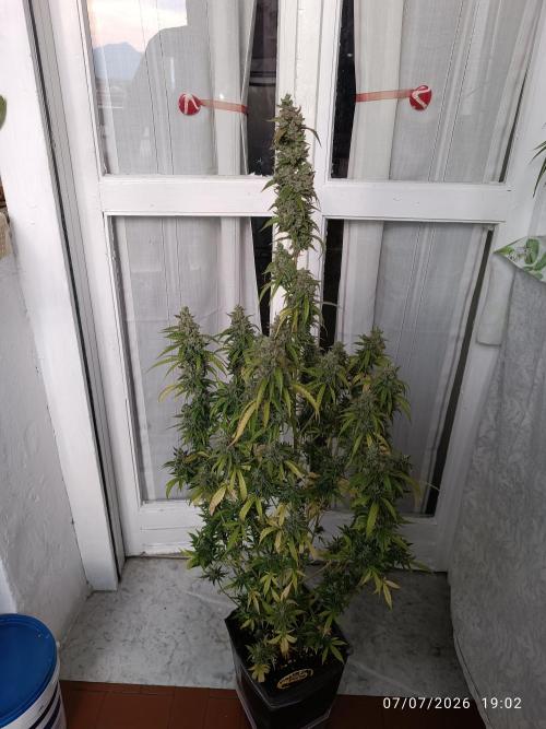 pinapple pulse auro. Week 9