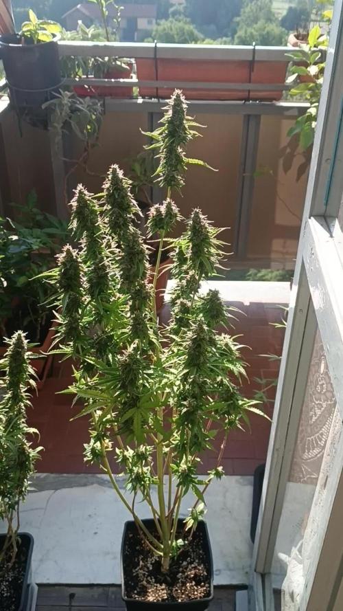 Amnesia Dream xl Auto KANNABIA
