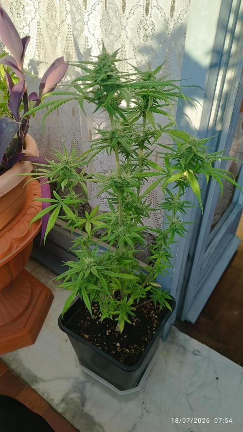 runtz KANNABIA. Week 6