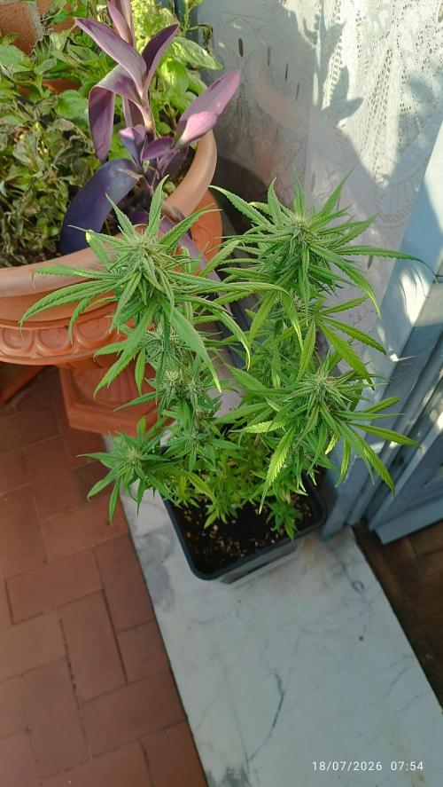 runtz KANNABIA. Week 6