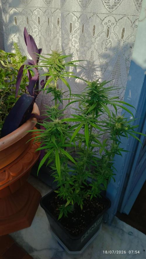 runtz KANNABIA. Week 6