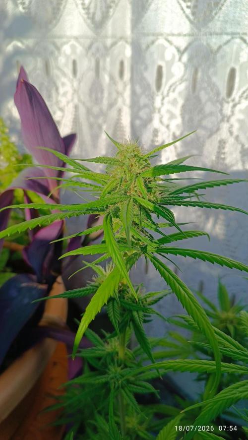 runtz KANNABIA. Week 6