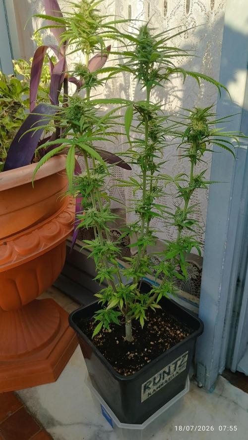 runtz KANNABIA. Week 6