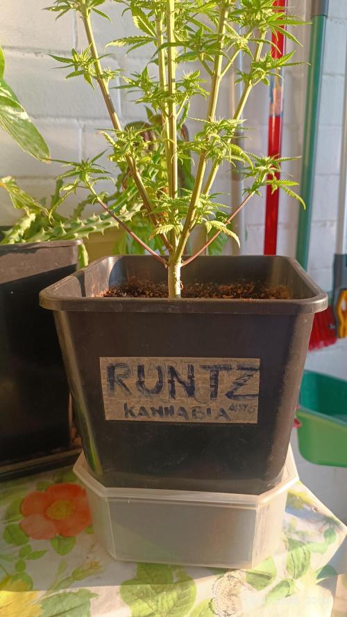 runtz KANNABIA. Week 6