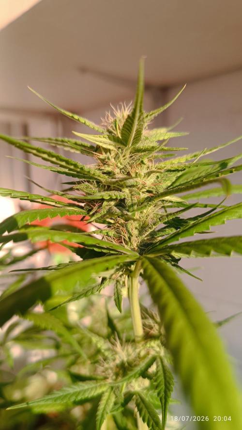 runtz KANNABIA. Week 6