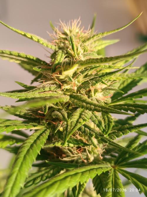 Runtz Auto. Week 6