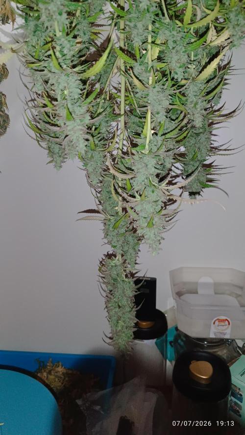 pinapple pulse auro. Week 10