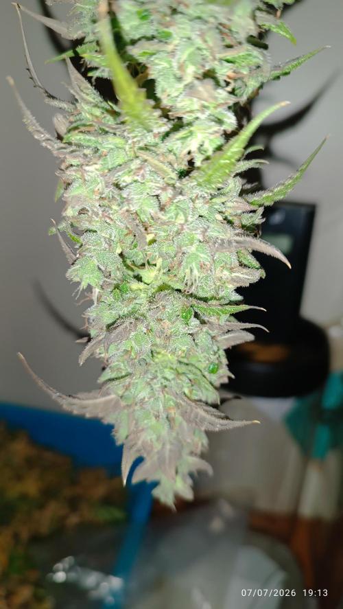 pinapple pulse auro. Week 10