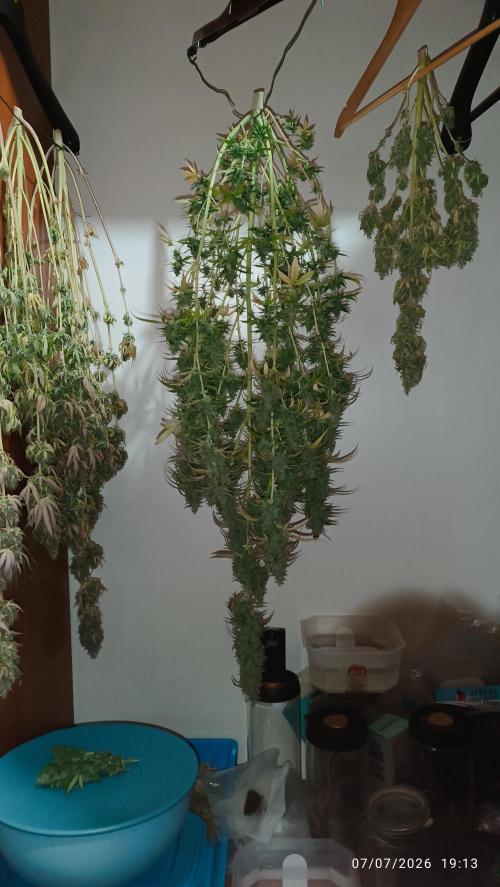pinapple pulse auro. Week 10