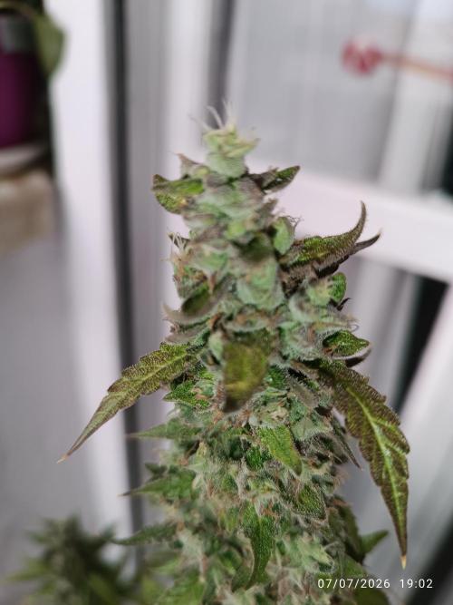 pinapple pulse auro. Week 10