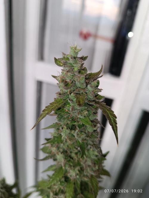 pinapple pulse auro. Week 10
