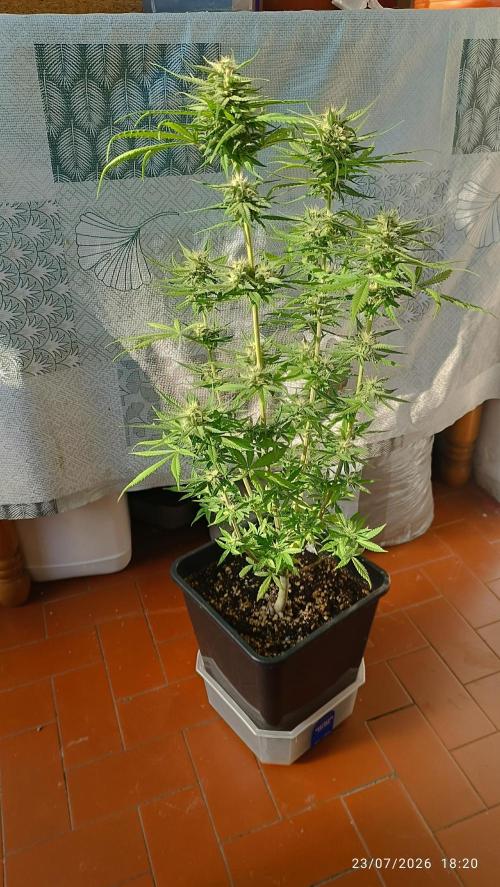 runtz KANNABIA. Week 7
