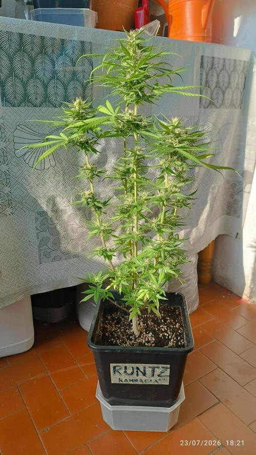 runtz KANNABIA. Week 7