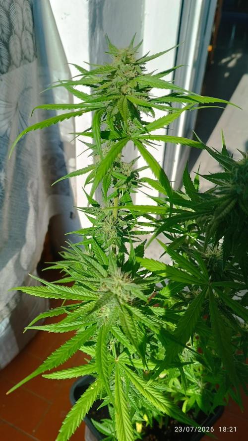 runtz KANNABIA. Week 7