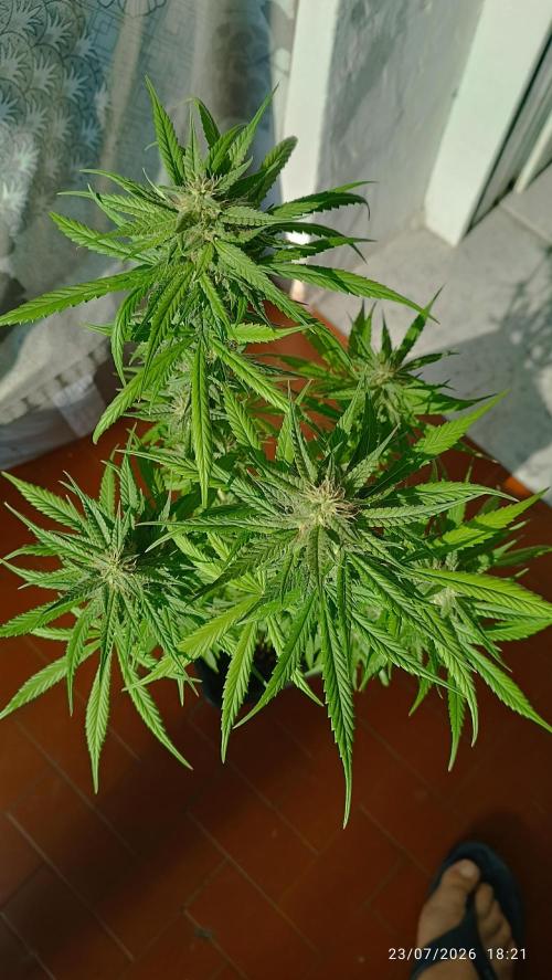 runtz KANNABIA. Week 7