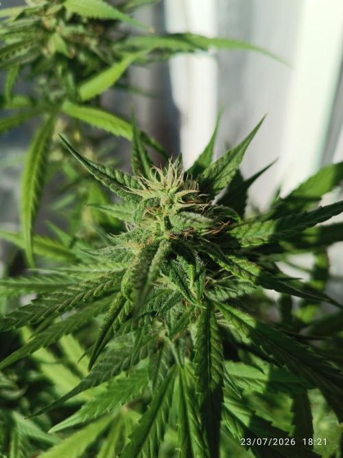 runtz KANNABIA. Week 7