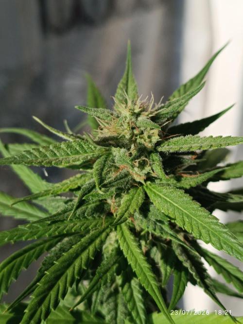 runtz KANNABIA. Week 7