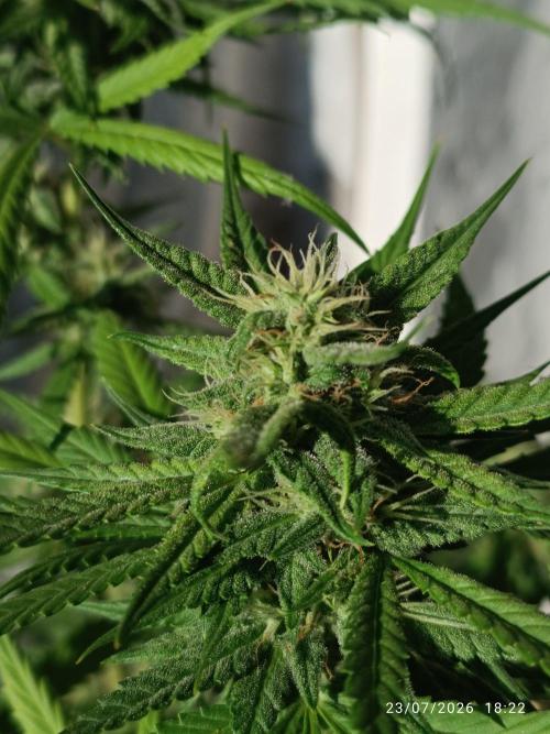 runtz KANNABIA. Week 7