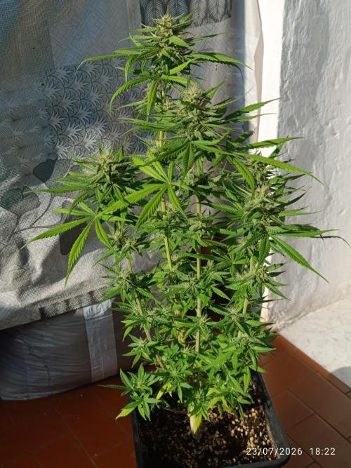 Runtz Auto. Week 7