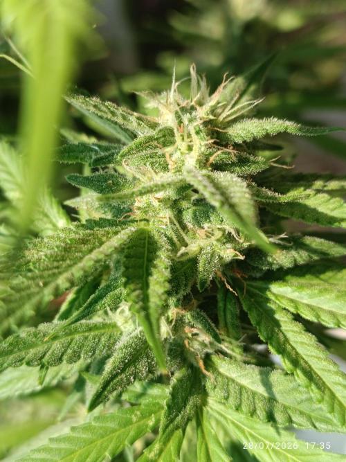 runtz KANNABIA. Week 8