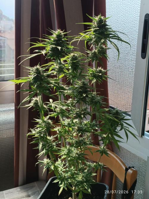 runtz KANNABIA. Week 8