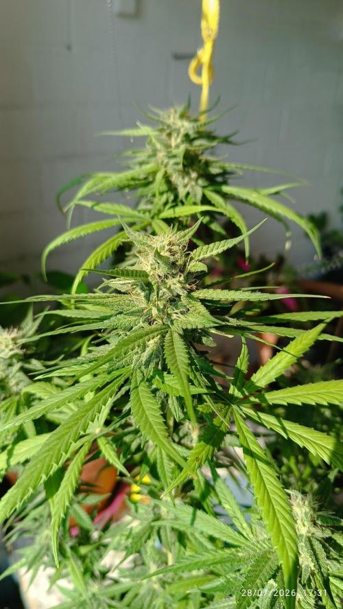 runtz KANNABIA. Week 8