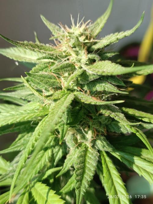 runtz KANNABIA. Week 8