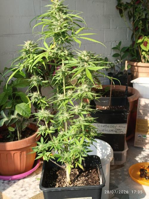 runtz KANNABIA. Week 8