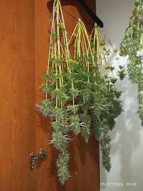 dream Sherbet KANNABIA. Week 8