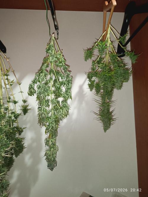 dream Sherbet KANNABIA. Week 8