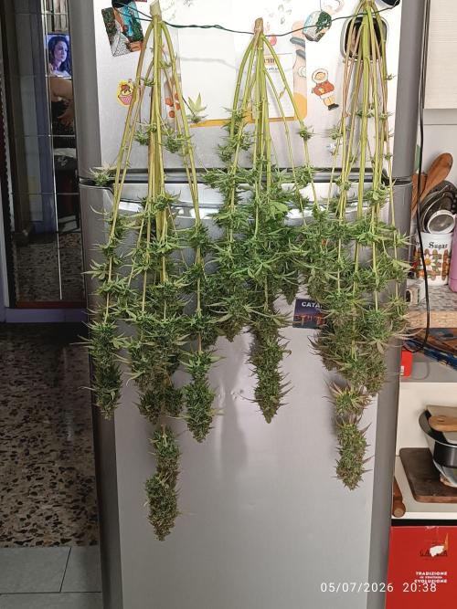 dream Sherbet KANNABIA. Week 8