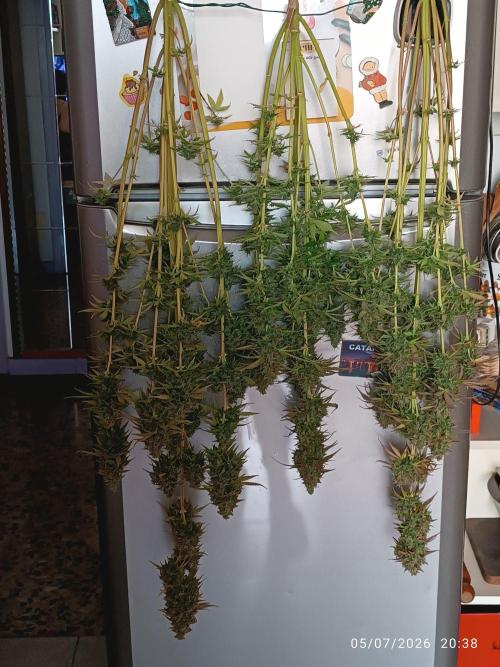 dream Sherbet KANNABIA. Week 8