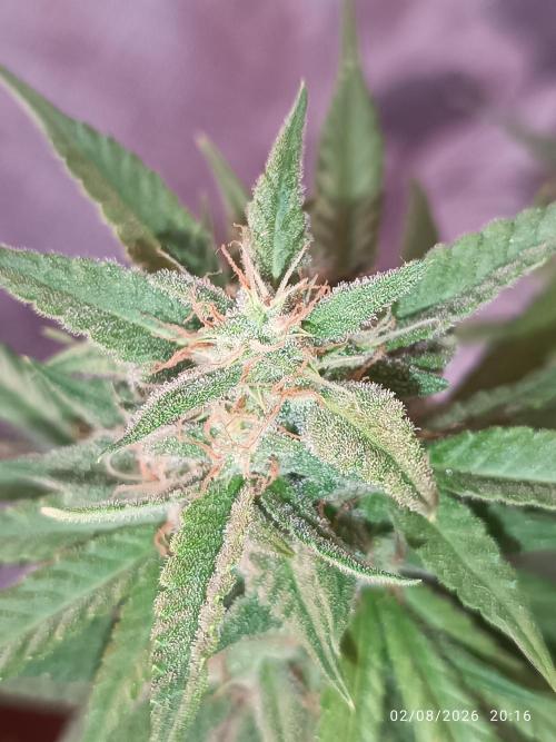 runtz KANNABIA. Week 9