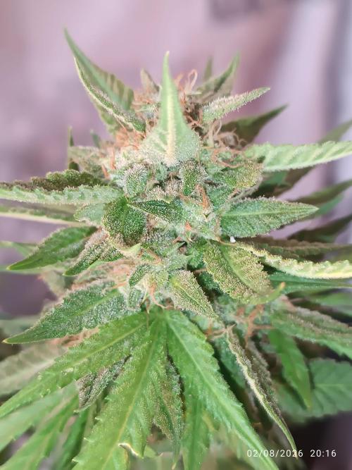 runtz KANNABIA. Week 9