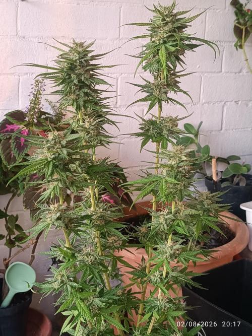 runtz KANNABIA. Week 9