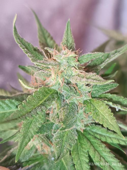 runtz KANNABIA. Week 9