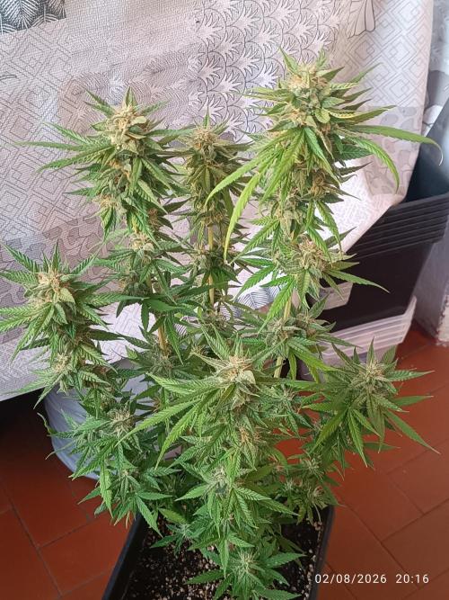 runtz KANNABIA. Week 9