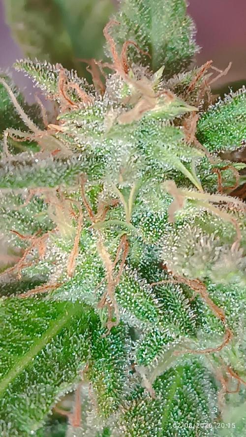 runtz KANNABIA. Week 9